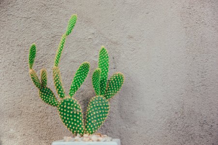 Green Cactus Near Gray Concrete Wall photo