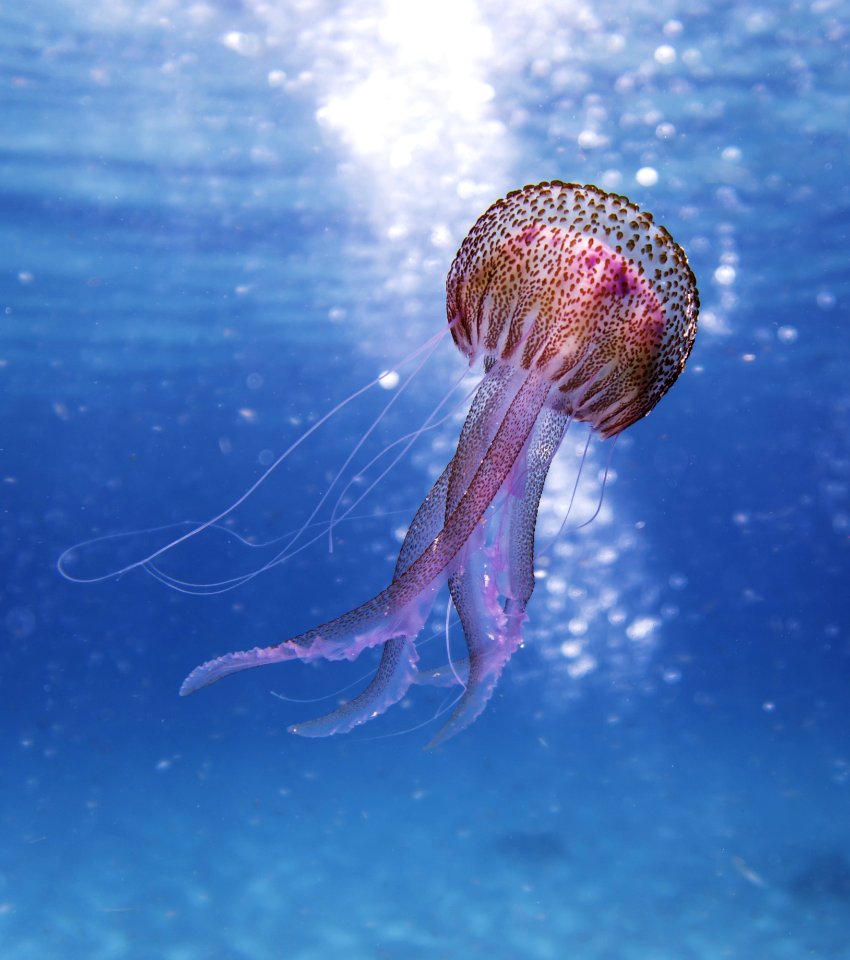 Shallow Focus Photo Of Pink And Brown Jellyfish