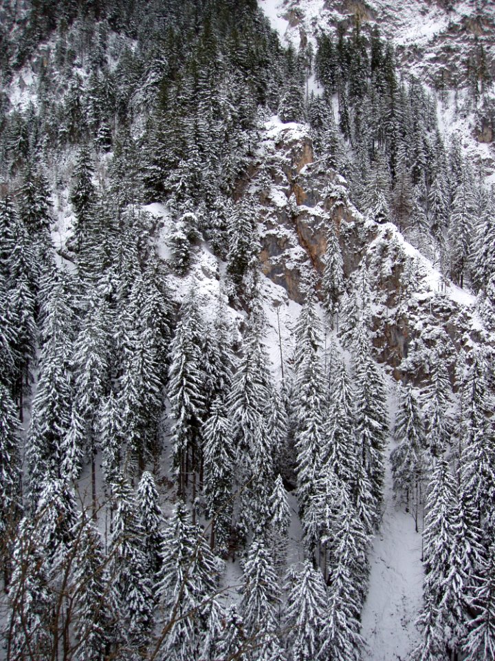 Photography Of Conifers Covered With Snow