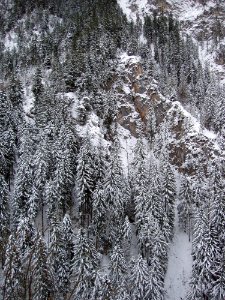 Photography Of Conifers Covered With Snow photo