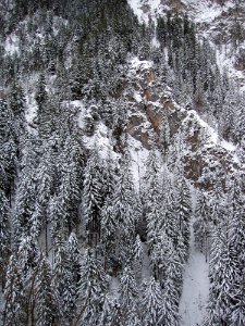 Photography Of Conifers Covered With Snow