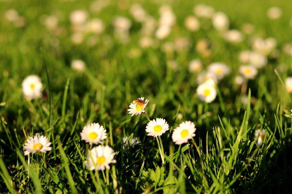 Selective Focus Photo Of Brown Insect Perched On White Flower At Daytime