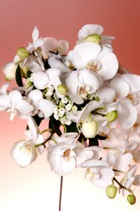 Photo Of White Moth Orchids photo
