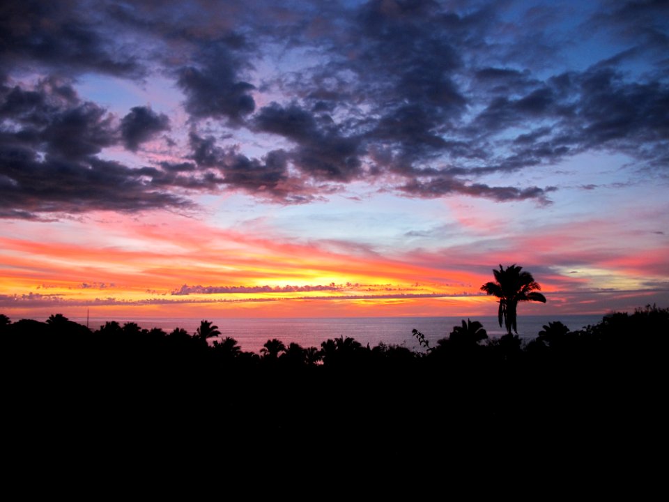 Silhouette Of Tree On Sunset
