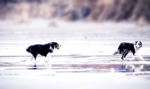 Selective Focus Photography Of Two Black-and-white Border Collies Runs In Body Of Water