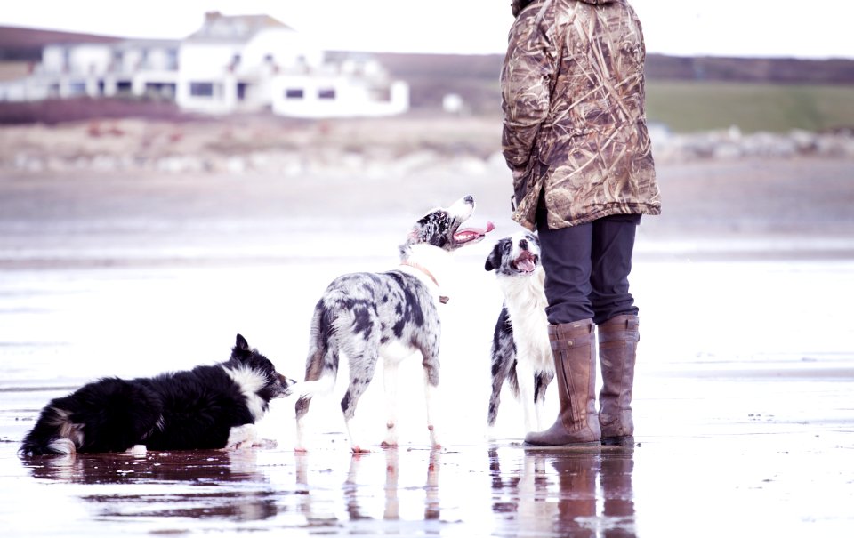 Person Together With Dogs In Shallow Focus Photography