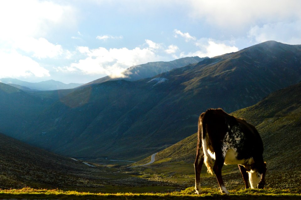 Brown Cow Eating Grass