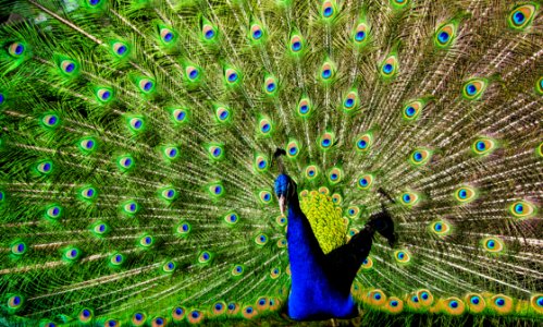 Blue And Green Peacock photo