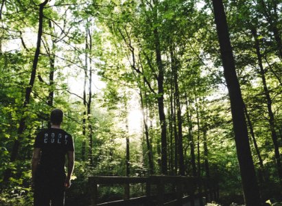 Man Standing On Forest Trees Near Small Bridge photo