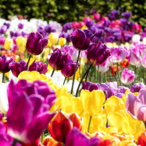 Bed Of Assorted-color Flowers