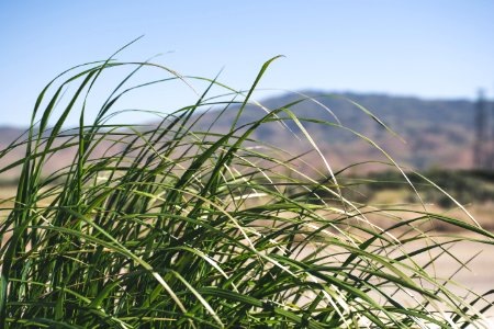 Closeup Photography Of Green Grass