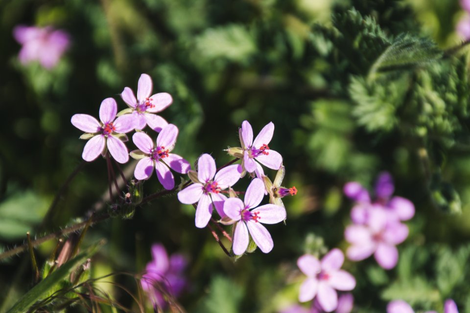 Purple Flower In Shallow Focus