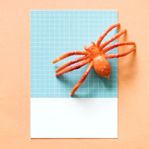Colorful Miniature Spider On A Paper