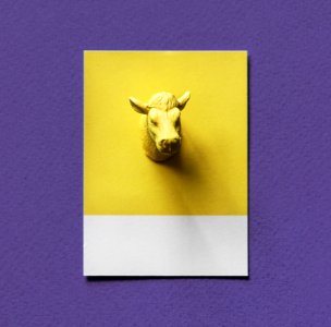 Yellow Bulls Head On Paper photo