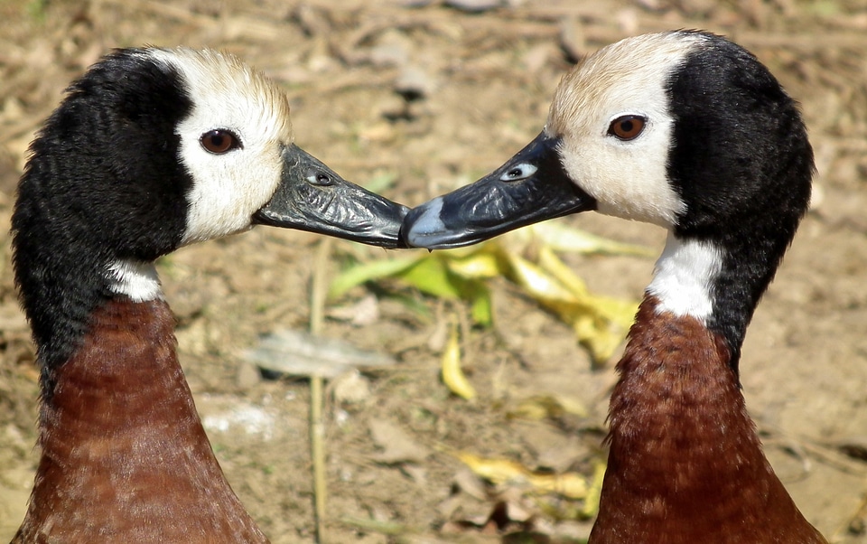 White faced whistling duck flyers bird