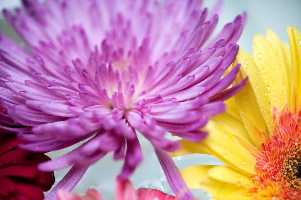 Closeup Of Colorful Flowers Floating On Water Background