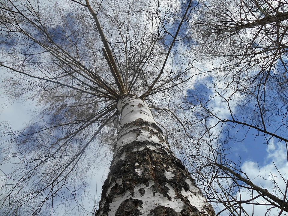 Sky view white stem mood