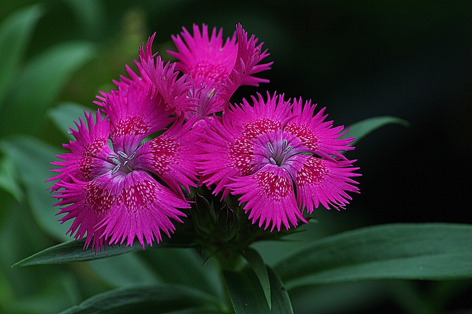 Pink red caryophyllaceae