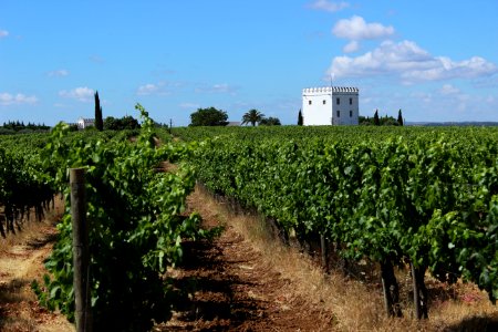 Agriculture Vineyard Field Crop photo