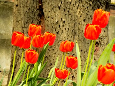 Flower Plant Tulip Flowering Plant