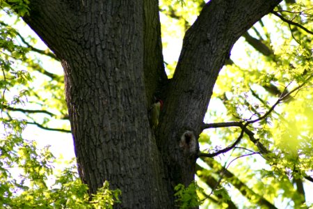 Tree Branch Trunk Woody Plant photo