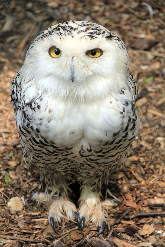 Animal bird owl