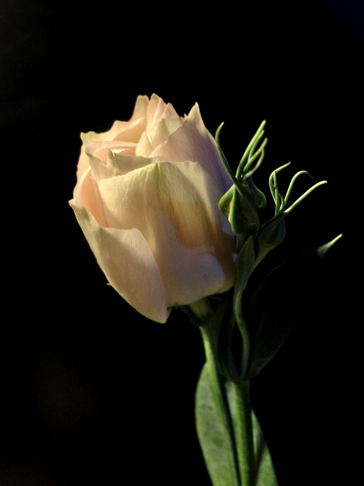 Flower White Rose Family Rose
