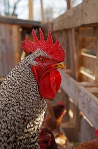 Combs poultry fancy