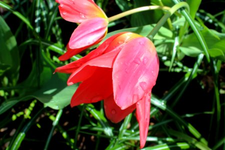 Plant Flower Flora Lily photo