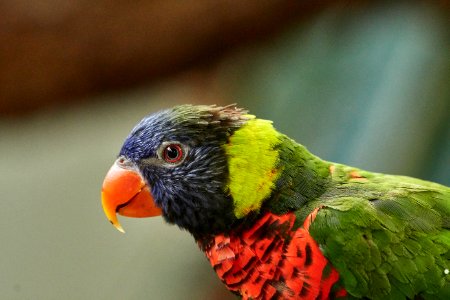 Bird Beak Parrot Fauna