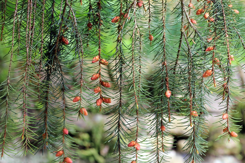 Green branches mane spruce
