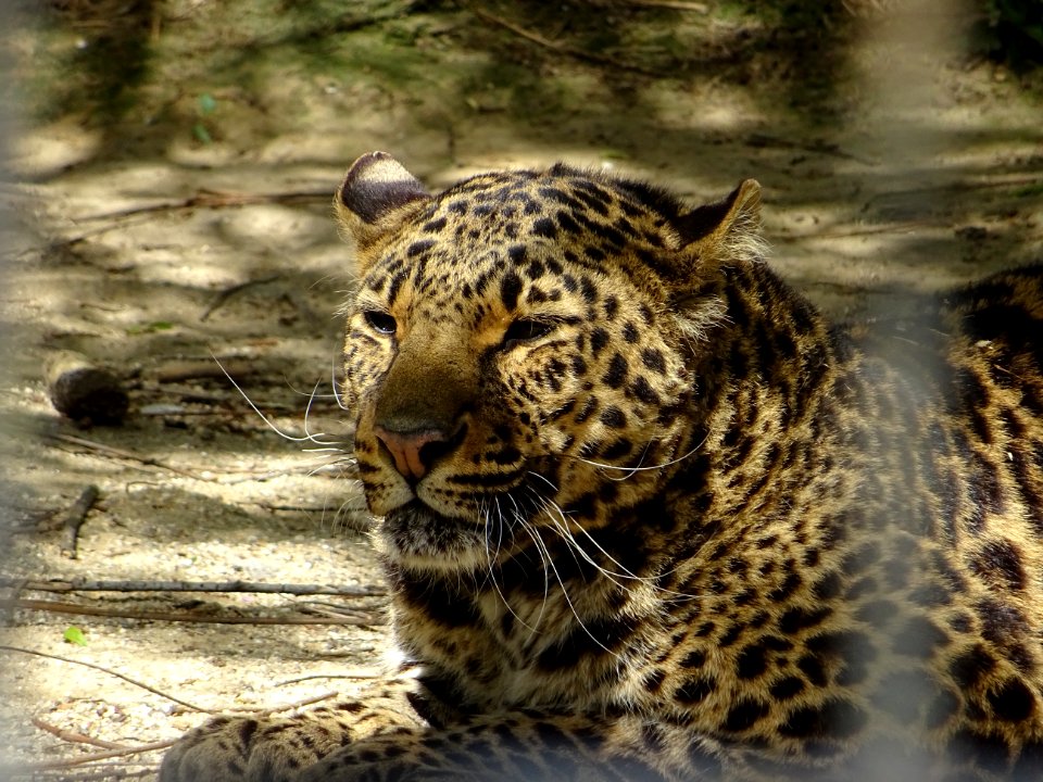 Leopard Wildlife Terrestrial Animal Jaguar photo