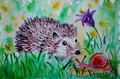 Hedgehog Erinaceidae Fauna Domesticated Hedgehog