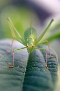 Insect Macro Photography Locust Close Up photo