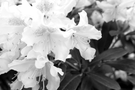 White Flower Black And White Monochrome Photography photo