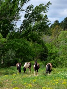 Pasture Nature Reserve Tree Fauna photo