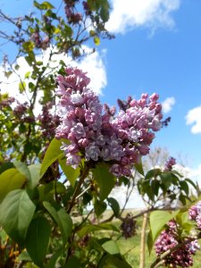 Plant Flower Lilac Flowering Plant photo