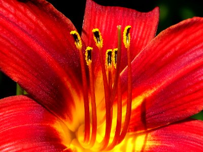 Flower Red Flora Lily photo