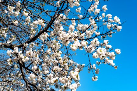 Blue Blossom Branch Sky photo