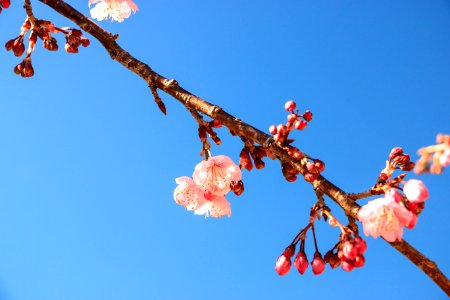 Branch Sky Blossom Spring photo