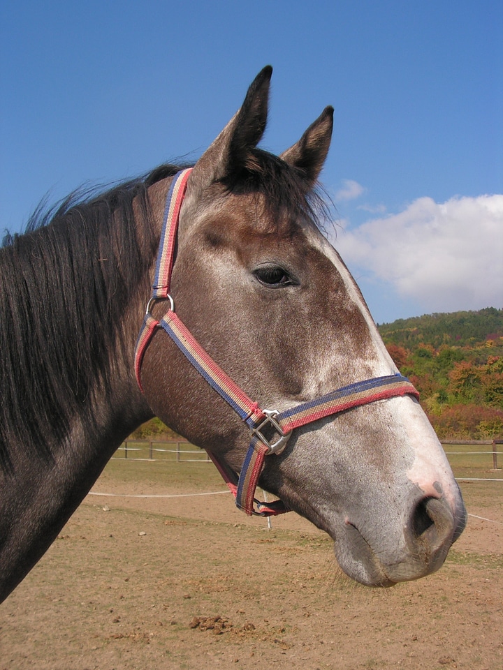 Portrait head halter