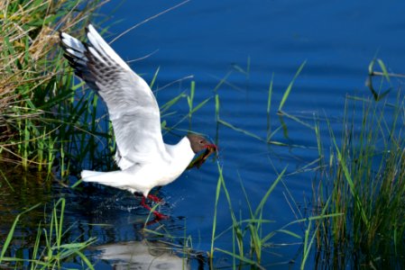 Bird Fauna Water Seabird photo