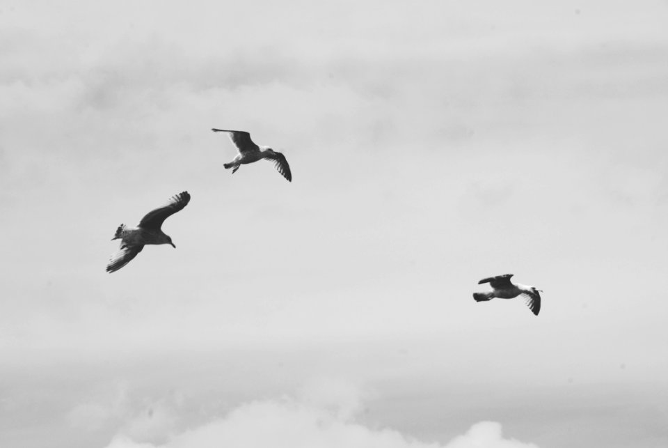 Sky Bird Black And White Flock photo