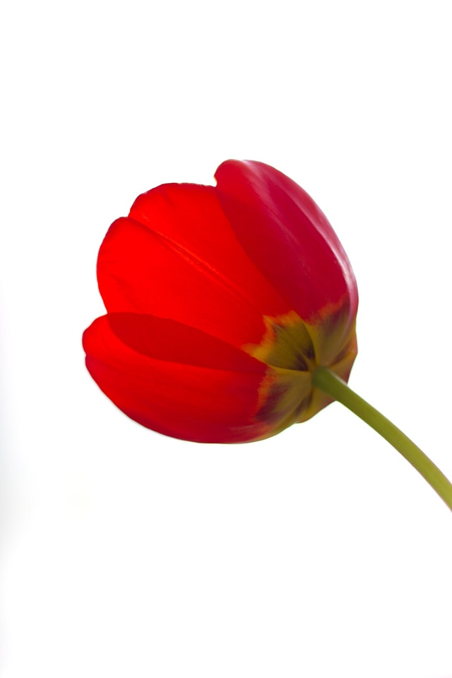 Nature bouquet tulips