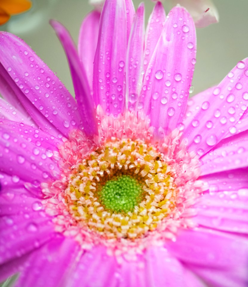African Daisy Attractive