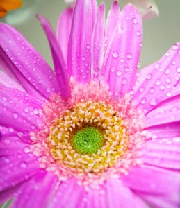 African Daisy Attractive photo