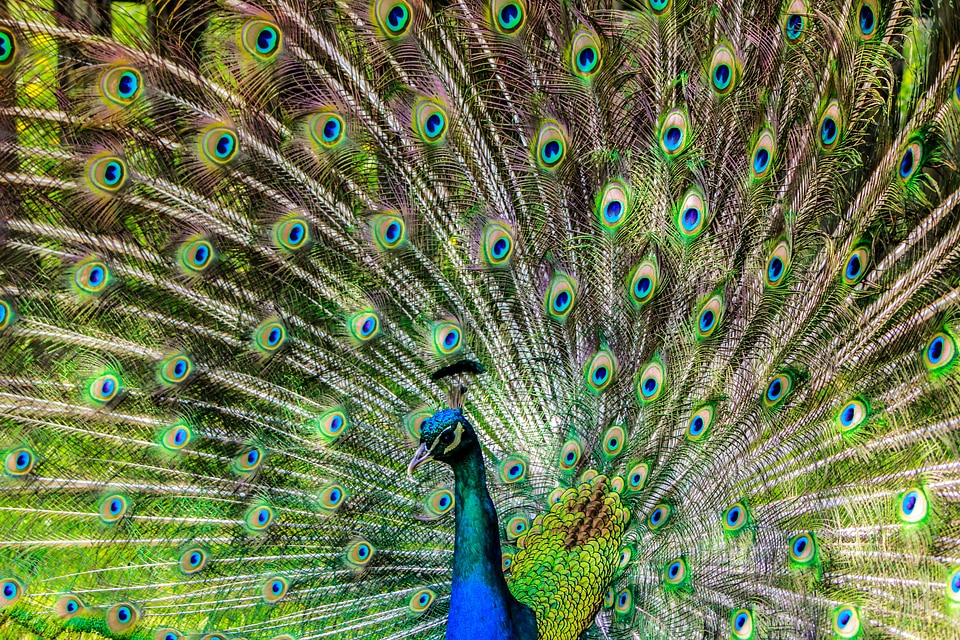 Lure bird green birds