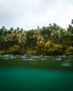 Green Trees Beside Body Of Water photo