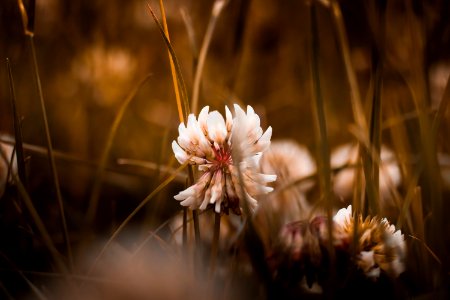 White Petal Flower In Shallow Focus Photography