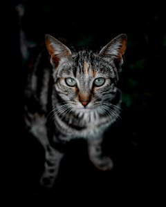 Selective Focus Photo Of Brown Tabby Cat